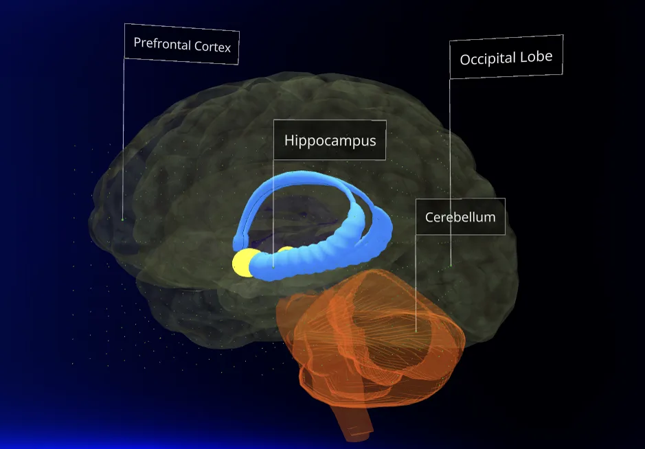 The brain with the hippocampus marked: the part that files places and the routes between them.